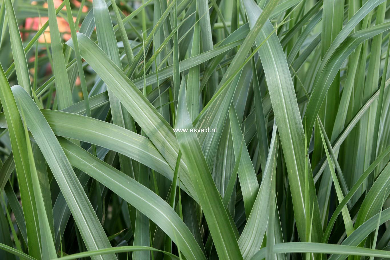 Miscanthus sinensis 'Ards Angel'