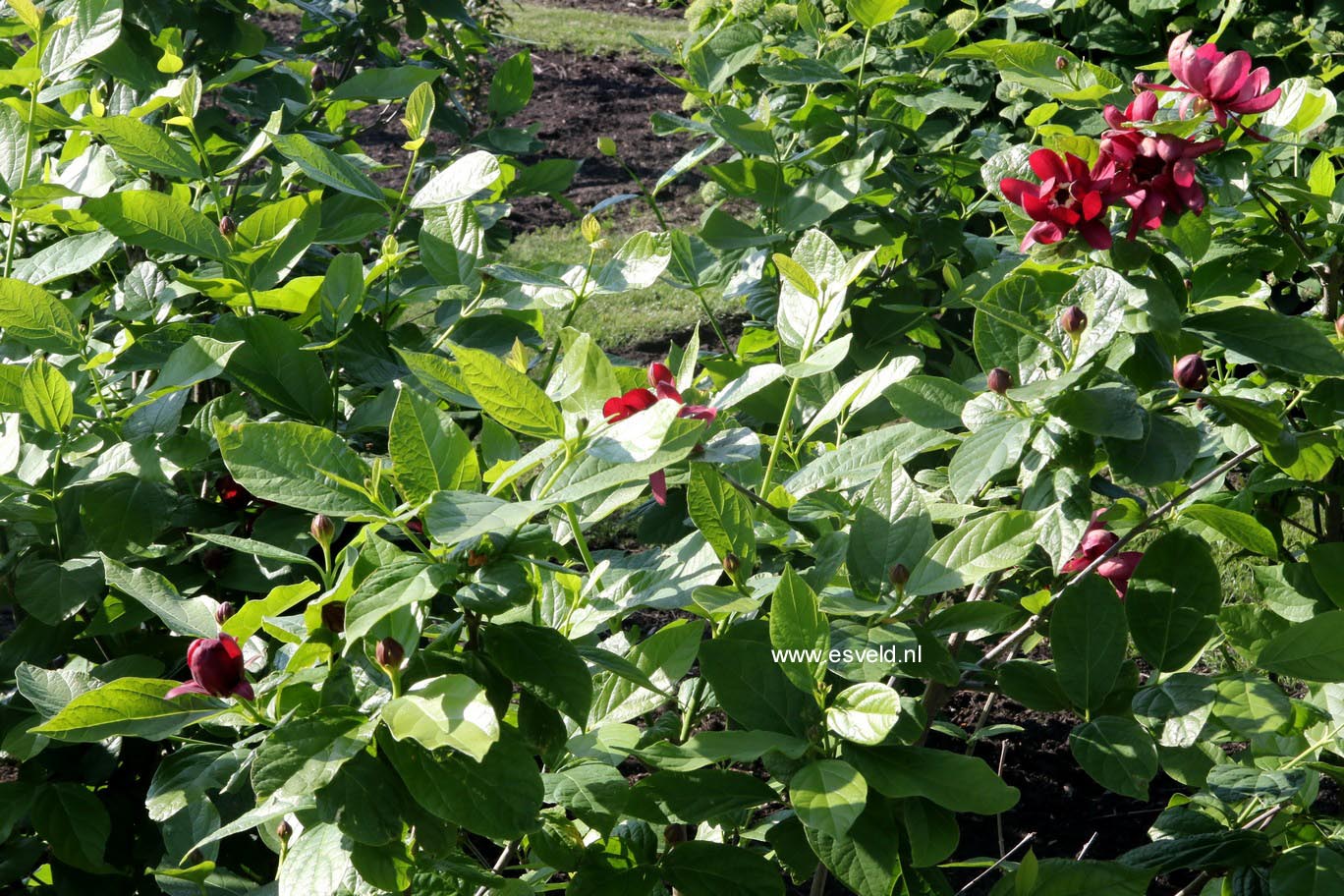 Calycanthus floridus 'Aphrodite'