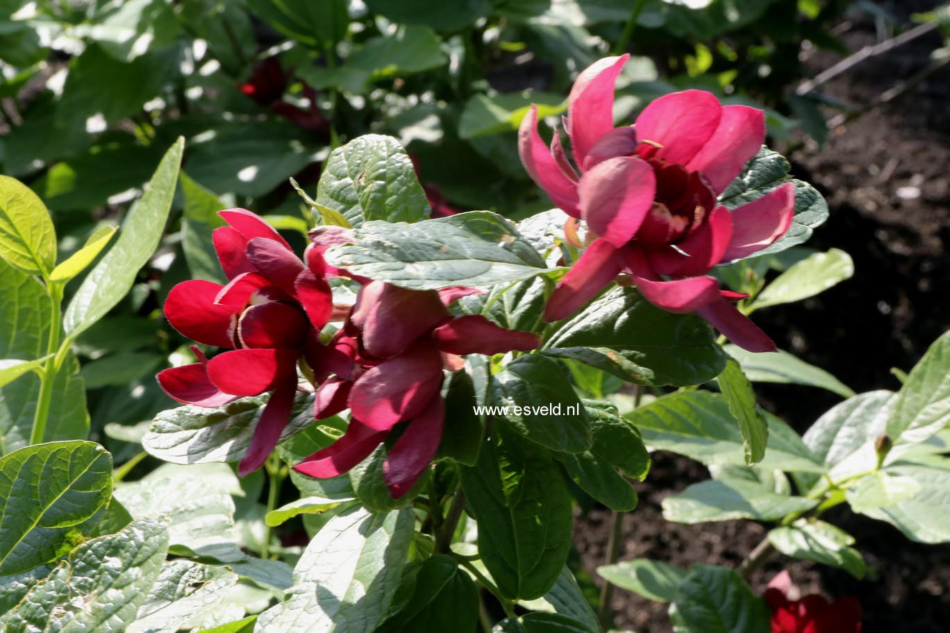 Calycanthus floridus 'Aphrodite'