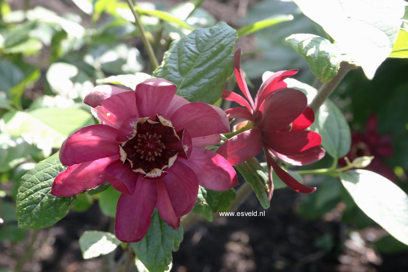 Calycanthus floridus 'Aphrodite'