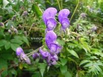 Aconitum napellus