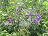 Aconitum napellus