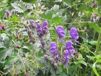 Aconitum napellus