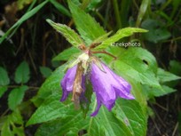 Campanula trachelium