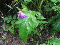 Campanula trachelium