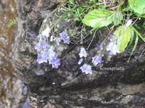 Campanula cochleariifolia