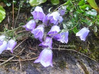 Campanula cochleariifolia