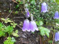 Campanula cochleariifolia