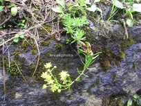 Sedum reflexum