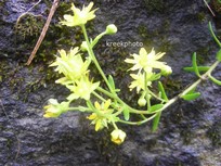 Sedum reflexum