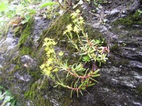 Sedum reflexum