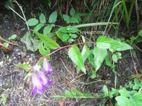 Campanula trachelium