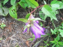 Campanula trachelium