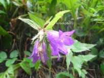 Campanula trachelium