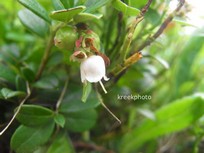 Arctostaphylos uva-ursi