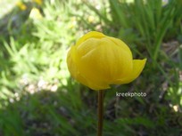 Trollius europaeus