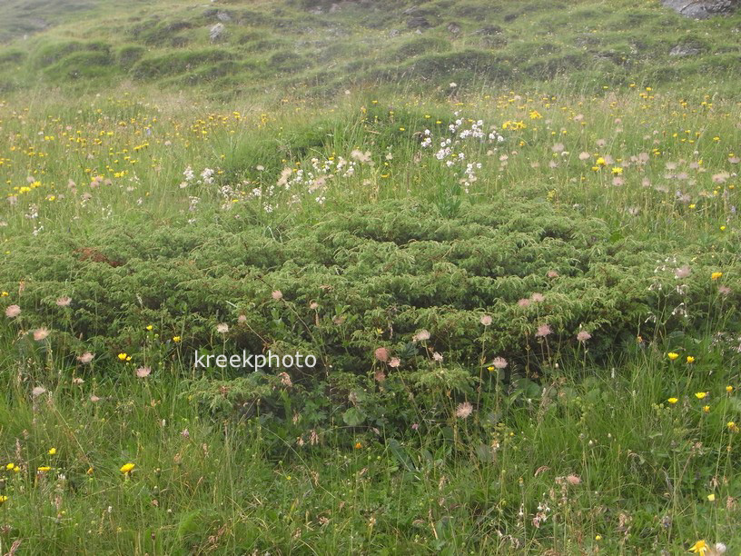 Juniperus communis