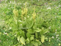 Gentiana lutea