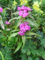 Dianthus barbatus