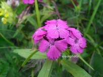 Dianthus barbatus