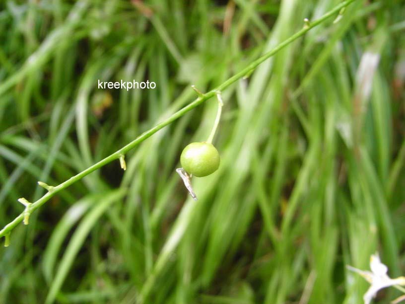 Anthericum ramosum