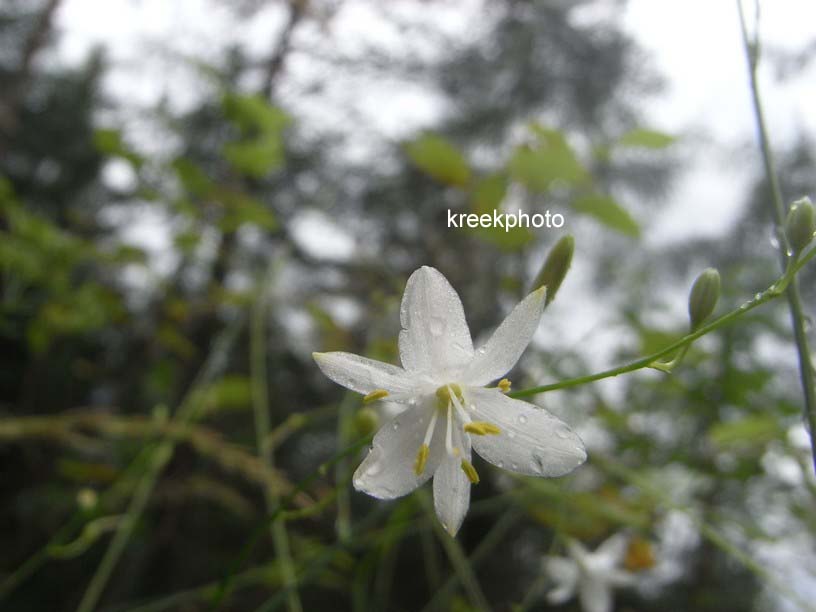 Anthericum ramosum