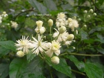 Clematis vitalba