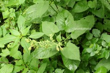 Salvia glutinosa