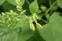 Salvia glutinosa