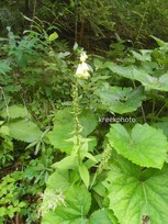 Digitalis lutea