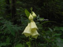 Digitalis lutea