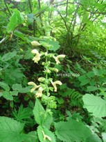 Salvia glutinosa