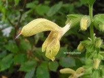 Salvia glutinosa