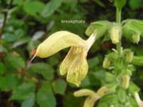 Salvia glutinosa