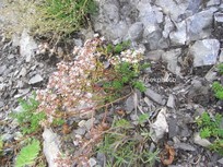 Sedum album