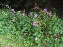 Campanula trachelium