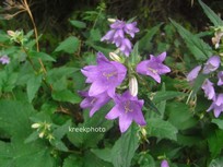 Campanula trachelium