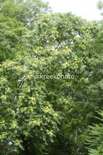 Ailanthus altissima