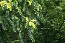 Ailanthus altissima