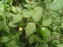 Euonymus verrucosus