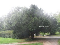 Taxus baccata