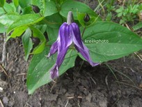 Clematis integrifolia