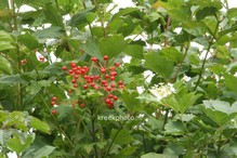 Viburnum opulus