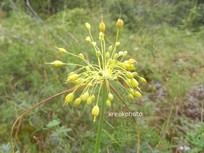 Allium flavum