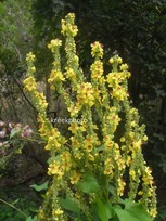 Verbascum nigrum