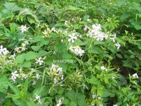 Saponaria officinalis