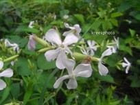 Saponaria officinalis