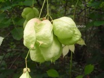 Staphylea pinnata