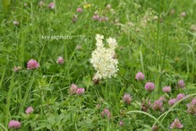 Filipendula vulgaris