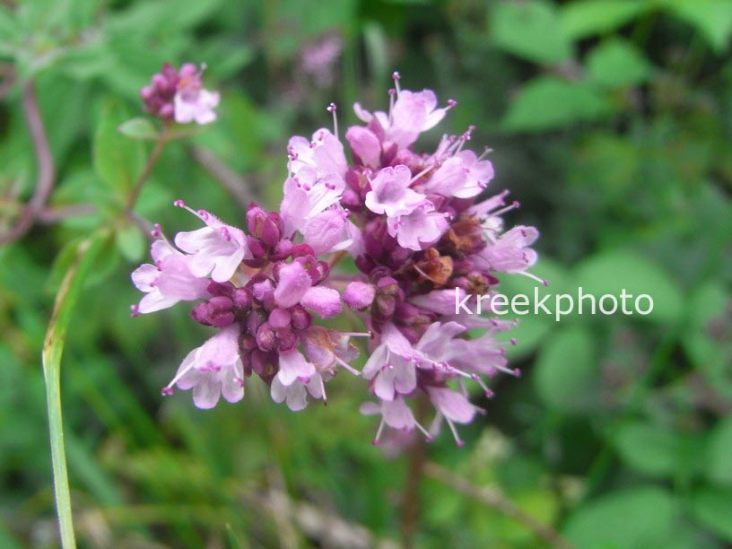 Origanum majorana